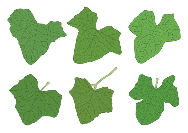 Fresh Gourd Leaves Green Abstract Isolated White Background Illustration Vector — ストック写真
