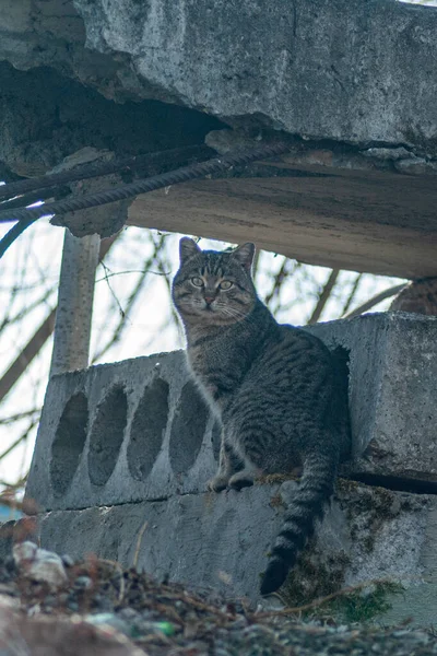 콘크리트 판위에 앉아 있는 고양이 — 스톡 사진