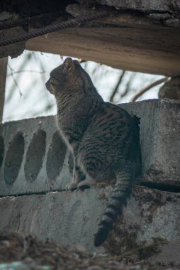 Kedi beton bir levhada oturuyor.