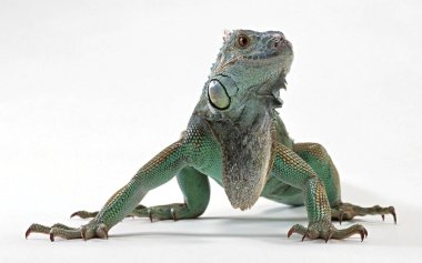 Beyaz arkaplanda yeşil iguana.
