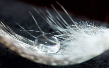 Su damlası beyaz tüylerin içinde yatar. Aşk kavramı.