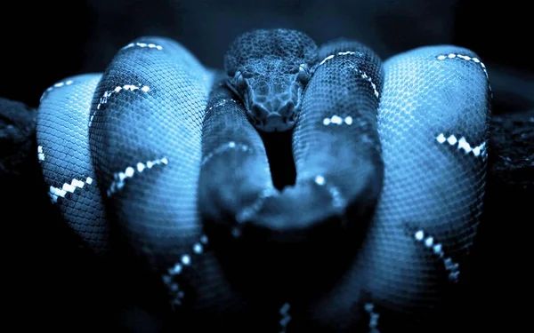 Blue Snake Serpente Del Buco Dell Isola Lipped Arrotolato Ramo — Foto Stock