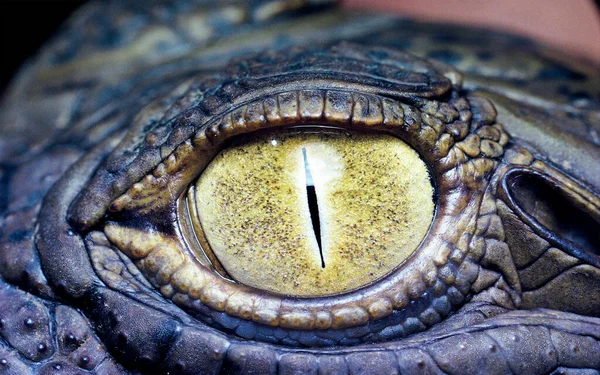 Krokodilauge Aus Nächster Nähe Wunderbarer Hintergrund — Stockfoto