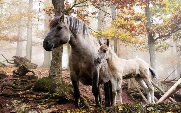 森の中に二頭の野生の白い馬 — ストック写真