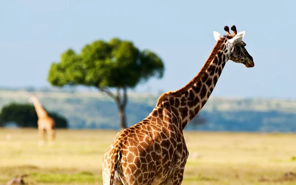 Girafa Calauit Island Game Preserve Wildlife Sanctuary — Fotografia de Stock