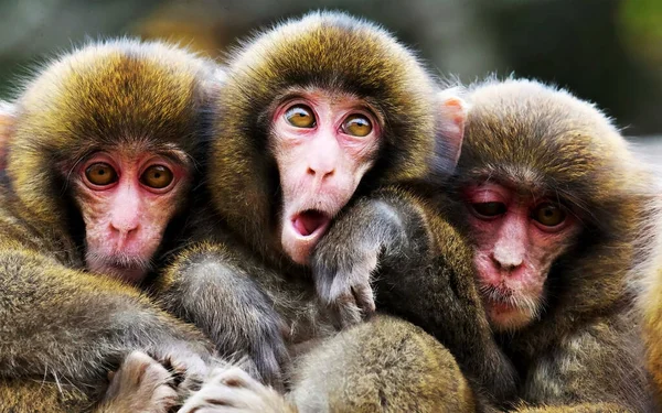 Macaques ailesi soğuk yağmurda kendilerini ısıtıyorlar. Bilimsel adı Macaca fuscata, kar maymunu olarak da bilinir..