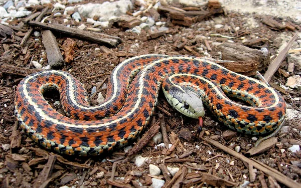 Coast Garter Snake Ground Dangerous Snake — Stock Photo, Image