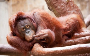 Vahşi yaşam parkında, bir orangutan ağaç dalına tünemiş..