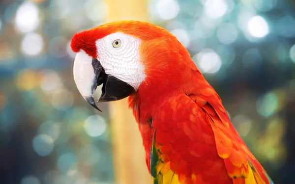 Djurparken Finns Underbar Papegoja Scarlet Macaws Amazonas Papegojor Med Starka — Stockfoto