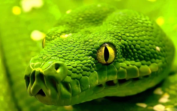 Snake Reptile Boa Green Tree Python Green Tree Python Head — Stock Photo, Image