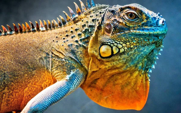 Duży Wizerunek Iguany Zasypia Ostatni Płazów Dinozaurów Który Musi Być Obraz Stockowy