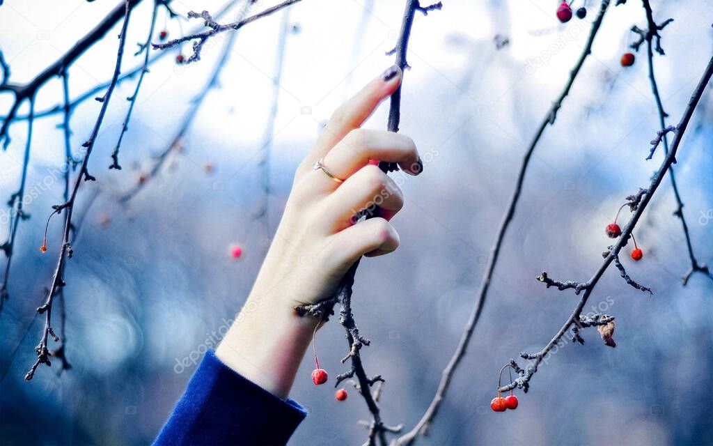 A lovely lady's hand and trees are laden with gorgeous red berries. a wonderful winter backdrop A chilly winter day.