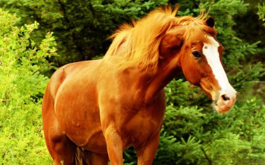 Kestane kırmızısı bir atın portresi..