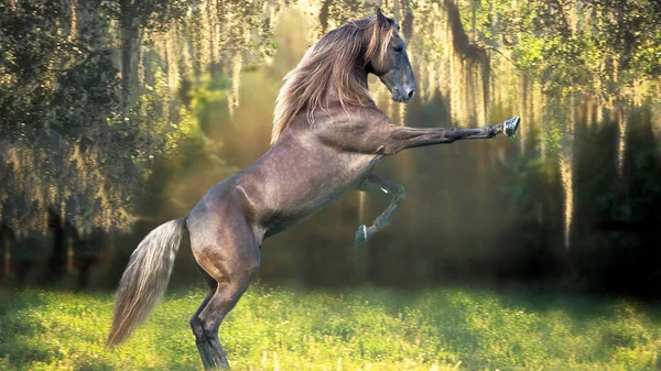 Primavera Springendes Fohlen Por Lago Com Crina Longa Corre Jardim — Fotografia de Stock