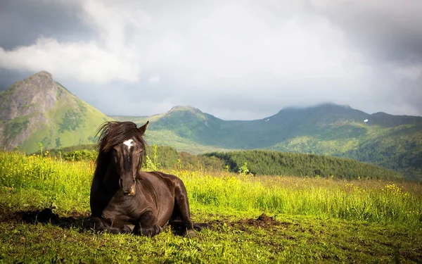 日中は茶色い馬が緑の草原の草の上に腰を下ろしている — ストック写真