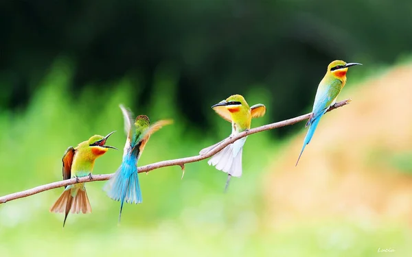 Brightly Colored Birds Sitting Branch Costa Rica Has Beautiful Wildlife — Stock Photo, Image