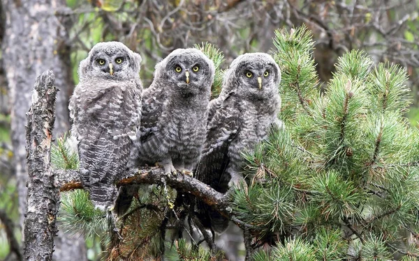 Young Owls Perch Branch Distance — Stock Photo, Image