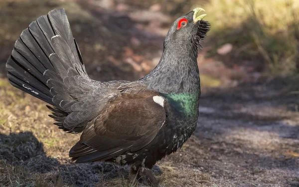 Auerhahn Tetrao Urogallus Freier Wildbahn Einem Fichtenwald Ein Seltenes Auerhuhn — Stockfoto