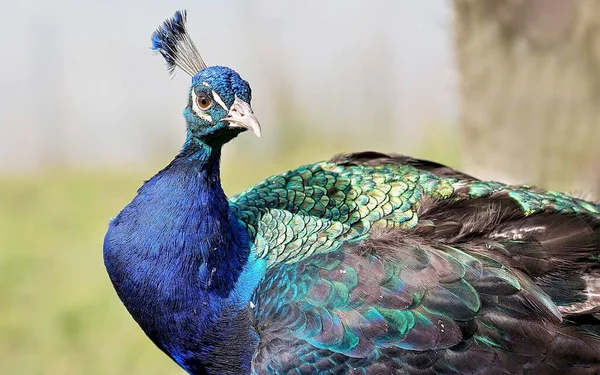 At an animal shelter, a male peacock displays his brilliant feathers.