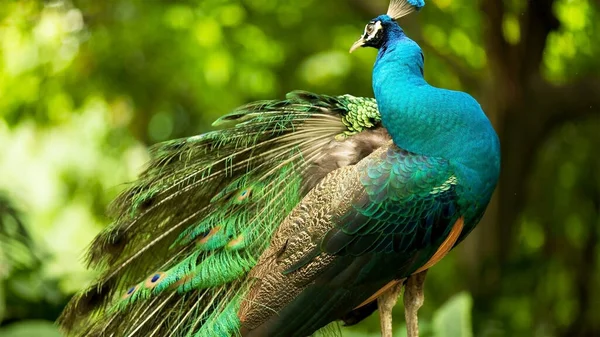 At an animal shelter, a male peacock displays his brilliant feathers.