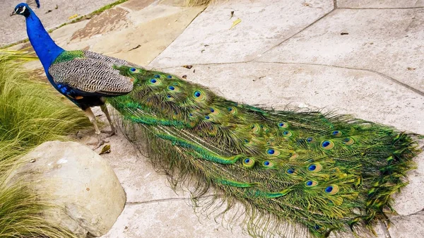 Tierheim Zeigt Ein Pfauenmännchen Seine Leuchtenden Federn — Stockfoto