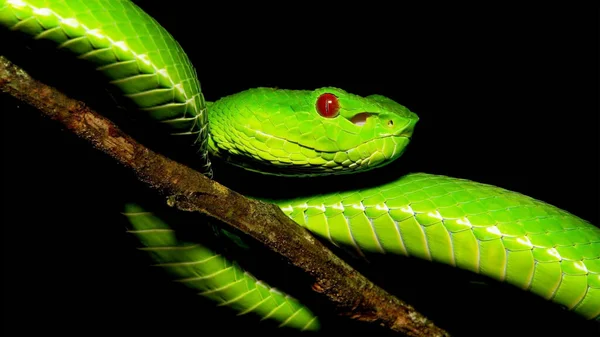 Snake Reptile Boa Green Tree Python Green Tree Python Head — Stock Photo, Image
