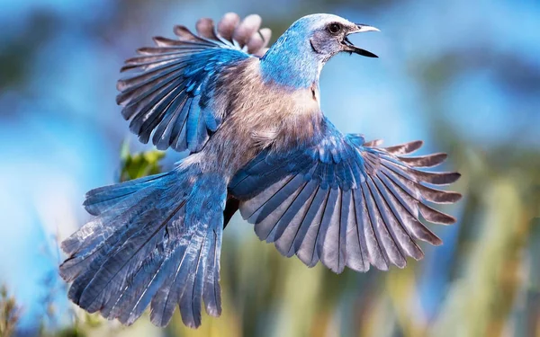 Flygande Västerländsk Blåfågel Mot Klar Himmel — Stockfoto