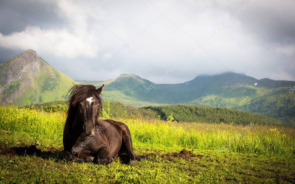 During the day, a brown horse sits on the grass in a green grass field.