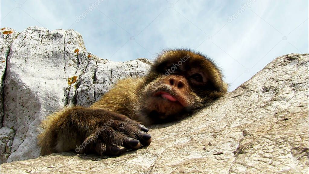 A Gibraltar macaque rests on the granite floor.
