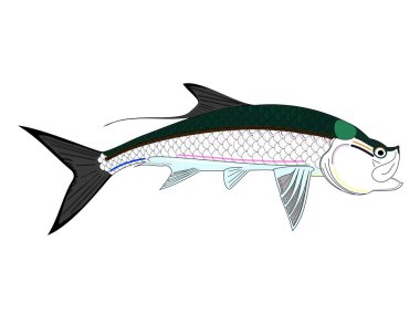 Full Colored Tarpon Fish clipart