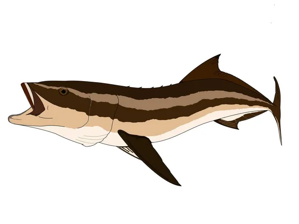 Full Colored Cobia Fish Action — Stock Vector