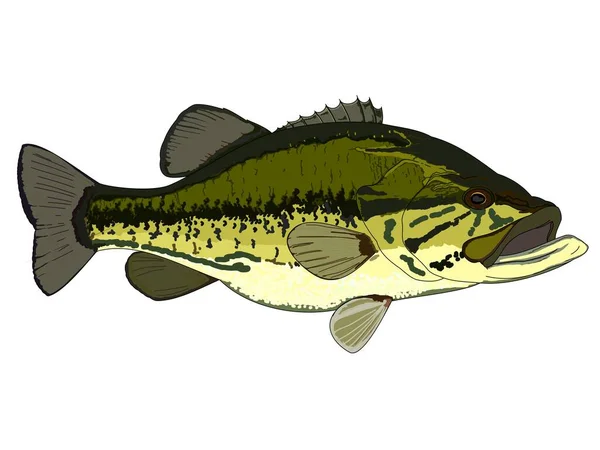 Színes Largemouth Bass Fish — Stock Vector