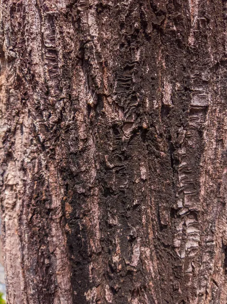 Bela vista de closeup árvore casca textura — Fotografia de Stock