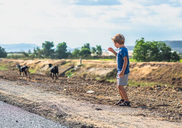 Băieţelul se uită departe şi vrea să prindă două capre care se mişcă ridicând mâna. Sănătos simplu stil de viață activ bucurie, comunicarea cu natura, copilărie fericită, consum de produse curate. Pasture road field — Fotografie, imagine de stoc