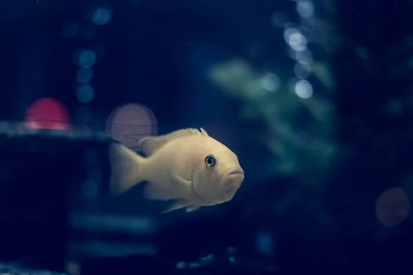 濃い青の夜の背景。水の水族館、小さな魚のカメラを見て泳いで、ぼかし色の空気の泡コンプレッサー強調表示されます。神秘的なムードロングロング外観観察の考慮事項。ケアペット — ストック写真