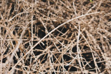 Soyut gerçek doğa geçmişi. Makro yüzey dokusunu kapatın. Uzun, ince, kuru çimen saman alanı. Açık buğday rengi. Sonbahar güneşi hissi. Tasarım afişi. Basitlik, sadelik, kabalık.