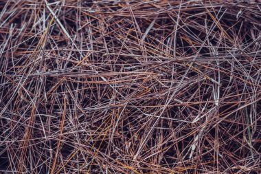 Soyut gerçek doğa geçmişi. Makro yüzey dokusunu kapatın. Çam iğneleri uzun, kuru çimen saman tarlasını kaplıyor. Açık kahverengi, mor renk tonu. Sonbahar güneşi hissi. Tasarım afişi. Basit bir köy.