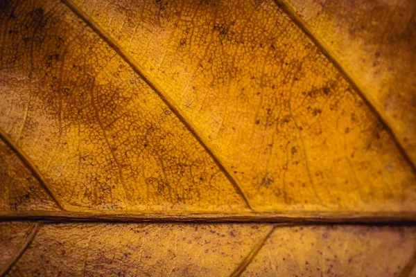 黄金の茶色の錆の色は、在庫のより多くのトーン。抽象的な自然の美しさのバナーの背景。高詳細マクロリーフ可視テクスチャ静脈水平線。元素研究生物学。秋の気分の活力 — ストック写真