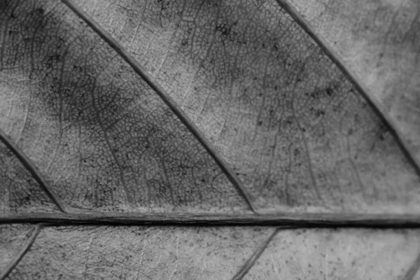 ブラックとホワイトグレーのレトロカラーが入荷しました。コピースペース抽象的な自然の美しさのバナーの背景。詳細マクロリーフ可視テクスチャ静脈水平線。元素生物学。悲しい秋の気分 — ストック写真