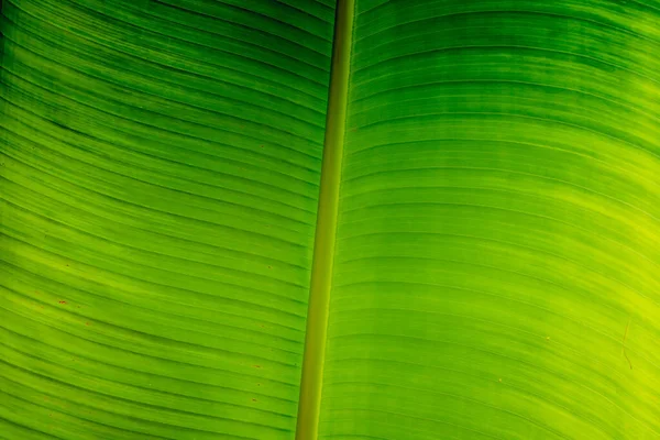 Ombra verde brillante giallo. Astratto reale natura bellezza sfondo. Linea venosa a foglia di banana tropicale verticale macro. Simbolo aperto libro vita eccellenza. Prodotto alimentare biologico sano per cuoco — Foto Stock