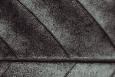 Koyu siyah beyaz gri retro renk stokta daha fazla. Uzayın soyut gerçek doğa güzelliği afişini kopyala. Makro yaprağının görünür doku damarı yatay çizgisini detaylandır. Element biyolojisi. Üzgün Sonbahar havası