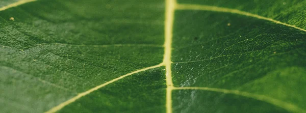 Colore verde smeraldo chiaro più tono in magazzino. Copia spazio Astratto reale natura bellezza banner sfondo. Vivido High Detail Macro linea orizzontale texture foglia. Biologia degli elementi struttura principale delle cellule delle vene — Foto Stock