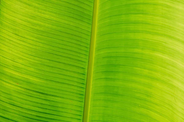 Ombra verde brillante giallo scuro. Astratto reale natura bellezza sfondo. Linea venosa a foglia di banana tropicale verticale macro. Simbolo aperto libro vita eccellenza. Prodotto alimentare biologico sano per cuoco — Foto Stock