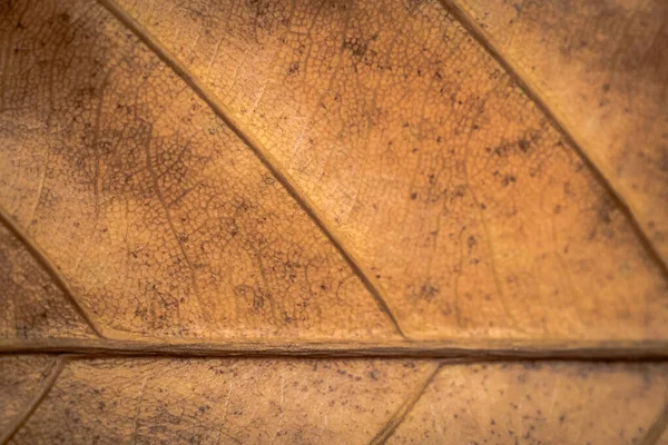 ライトブラウン銅淡いレトロな色より多くのトーン在庫。コピースペース抽象的な自然の美しさのバナーの背景。詳細マクロリーフ可視テクスチャ静脈水平線。元素生物学。秋の気分 — ストック写真