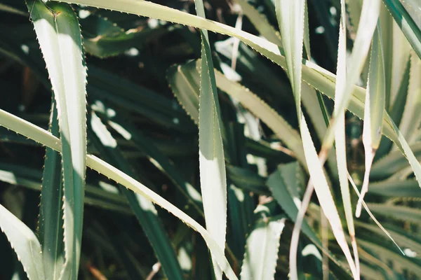 Abstracto real naturaleza fondo vista de cerca verde claro hermosa planta tropical hojas cactus plana tallos anchos soleado detalle oculto en la oscuridad. Una cálida sombra de humor. Fondo de pantalla vintage mate. Relajación —  Fotos de Stock