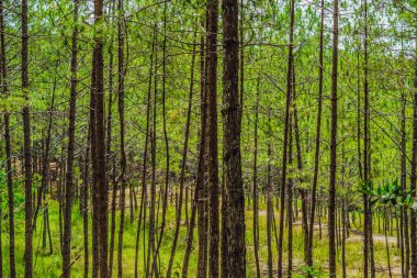 Gerçek doğa yaşam tarzı açık yeşil renk kozalaklı çam ağacı parkı güneş ışığı ağaç gövdesi taç dalında parlıyor. Taze bahar, sakin hava düşünceleri yenileniyor.