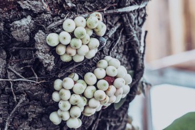 CAULIFLORIA çiçek meyveleri doğrudan ağaç gövdesi üzerinde ağaç bitkileri veya eski dallar üzerinde. Tropikal yağmur ormanları için tipik bir durum. Doğayla ilgili olağandışı detaylar. Hayatın çeşitliliği. Orman arkaplanı.