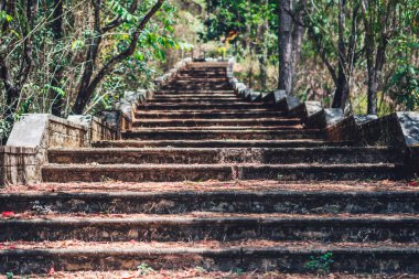 Uzay yaşam tarzını kopyalayın yeşil kahverengi, yüksek, geniş merdivenler çam ağaçları orman parkında alçak korkuluklar. Bağbozumu etkisi. Yeni başarıların sembolü. Yol güzergahı ilerlemesi