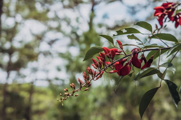 Verklig natur skönhet bakgrund. Kopiera utrymme nära rött träd blomma Bismarck furioso färg växt gröna blad park. Blommig design. Kärlek romantik koncept. Tidig vår dag morgon varmt ljus humör. Stockfoto