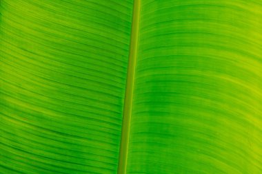 Shiny yellow green crayola more tone in stock. Abstract real nature beauty background. Macro vertical tropical banana leaf texture veins lines. Symbol open book life excellence. Healthy organic food